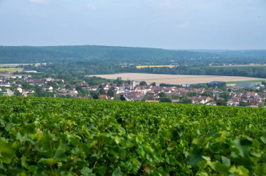 Essoyes ve Celles-sur-Ource, Champagne-Ardennes, Fransa, Avrupa yakınlarındaki Aube şubesinin Cote des Bar bölgesinde şampanya bağları