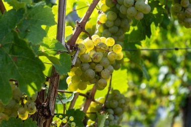 Eylül 'de üzüm bağlarında olgunlaşan üzümler, Avrupa' nın en dik üzüm bağı olan Calmont bölgesinde hasat zamanı Moselle Nehri Vadisi, Ediger-Eller, Almanya