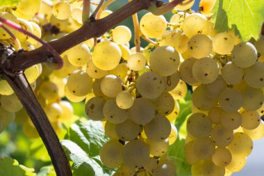 Üzüm bağlarında olgun beyaz Riesling üzümleri, Avrupa 'nın en dik üzüm bağı olan Calmont' ta hasat zamanı Moselle Nehri Vadisi, Bremm, Almanya 'da güneşli bir günde