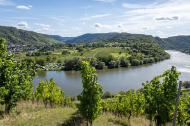 İtalyan Rodez sert peyniri çiğ inek sütüyle üretiliyor, İtalya 'da 6 aylık taze peynir tadıyor.