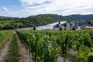 İtalyan Rodez sert peyniri çiğ inek sütüyle üretiliyor, İtalya 'da 6 aylık taze peynir tadıyor.