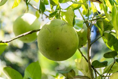 Turunçgillerin meyveleri Greyfurt Pompelmo Como Gölü 'nde, İtalya' nın kuzeyinde güneş ışığında asılıydı.