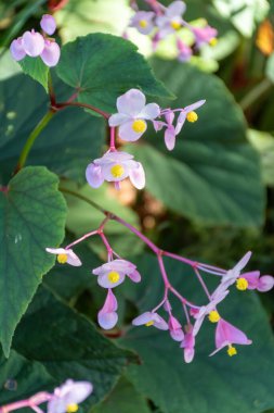 Begonia oblikası, begoniaceae, pembe çiçekler, doğulu bahçe bitkisi, manzara tasarımı.