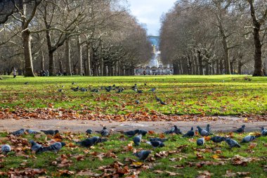 Aralık 'ta Londra' daki Yeşil Park 'ta yürümek, yemyeşil ağaçlarla çevrili, açık çimler, huzurlu yollar, dinlenme ve manzaralı yürüyüşler için uygun bir yer.