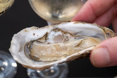 Fransız haftalık pazarında kabuklu taze istiridyeler, sokak yemekleri, markette, deniz ürünlerinde, Fransa 'da yenecek limonlu canlı istiridyeler.