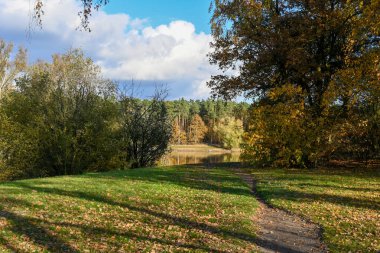 Veldhoven ve Waalre yakınlarındaki çam ağaçları, Kermpen ormanları, sonbaharda yürüyen doğa manzarası Kuzey Brabant, Hollanda 'nın yeşil akciğerleri