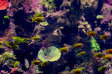 Su altı dünyası ve farklı mercan resifleri ve renkli tropikal balıklar, sualtı doğa arka planı, duvar kâğıdı, kapatın.