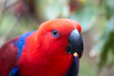 Tenerife 'deki Loro Parkında farklı renkte papağan kuşları sabah ağaçlara yakın besleniyor, doğada kuşları seyrediyor, Kanarya adalarında turistlerin ilgisini çekiyor.