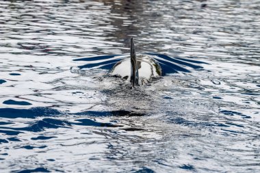 Büyük bir havuzu ve büyük siyah-beyaz balina köpekbalıklarının performansıyla hayvanat bahçesini ziyaret etmek, hayvanları korumak, hasta hayvanları emzirmek, Orcinus balinası ya da katil balinayı yakından izlemek.