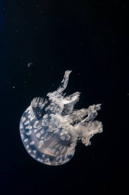 Derin mavi okyanus suyundaki farklı büyük denizanası türleri, sualtı arka planı, Pasifik deniz ısırganı, scyphozoan denizanası, deniz hayvanları,