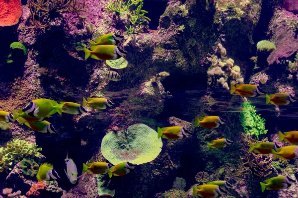 Su altı dünyası ve farklı mercan resifleri ve renkli tropikal balıklar, sualtı doğa arka planı, duvar kâğıdı, kapatın.