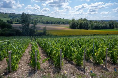 Essoyes ve Celles-sur-Ource, Champagne-Ardennes, Fransa, Avrupa yakınlarındaki Aube şubesinin Cote des Bar bölgesinde şampanya bağları