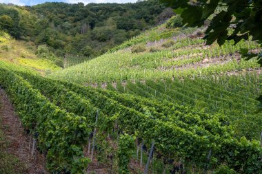 Olgun mavi Pinot Noir Spatburgunder üzüm bağları, sıralı bitkiler, Calmont şarapları hasat zamanı Avrupa 'nın en dik üzüm bağları ile Moselle Nehri vadisinde Almanya