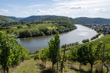 Krv yakınlarındaki tepe yeşil üzüm bağları, Moselle nehir vadisi döngüsü, açık hava aktiviteleri, Almanya 'da yürüyüş, Traben-Trarbach Almanya yakınlarındaki seyahat güzergahı, hava manzarası
