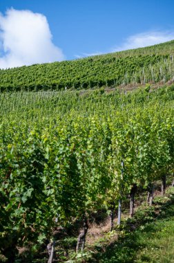 Üzüm bağlarında olgun beyaz Riesling üzümleri, Avrupa 'nın en dik üzüm bağı olan Calmont' ta hasat zamanı Moselle Nehri Vadisi, Bremm, Almanya 'da güneşli bir günde