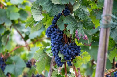 Olgun mavi Pinot Noir Spatburgunder üzüm bağları, sıralı bitkiler, Calmont şarapları hasat zamanı Avrupa 'nın en dik üzüm bağları ile Moselle Nehri vadisinde Almanya