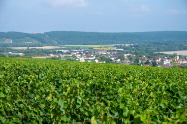 Essoyes ve Celles-sur-Ource, Champagne-Ardennes, Fransa, Avrupa yakınlarındaki Aube şubesinin Cote des Bar bölgesinde şampanya bağları