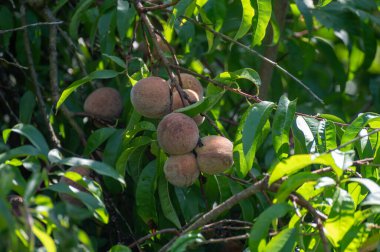 Kızıl Alman şarap şeftalileri, Moselle nehir vadisindeki Calmont bölgesinde hasat zamanı Almanya 'da üzüm bağlarında yetişen şeftali ağaçları.