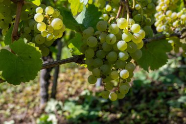Üzüm bağlarında olgun beyaz Riesling üzümleri, Avrupa 'nın en dik üzüm bağı olan Calmont' ta hasat zamanı Moselle Nehri Vadisi, Bremm, Almanya 'da güneşli bir günde
