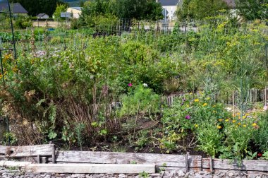 Yetiştirilmiş sebzeler, domatesler, biberler, salatalıklar, yazın fasulyeler, yerel sebzelerle pişirilen organik bahçe.