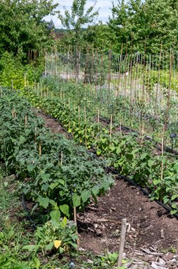 Organic garden with growing vegetables, tomatoes, peppers, cucumbers, beans in summer, cooking with local vegetables