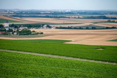 Fransa 'nın Champagne bölgesindeki Szanne yakınlarındaki üzüm bağları, köpüklü şarap üretimi manzarası, yazın sıralı yeşil üzüm fabrikaları