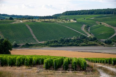 Les Riceys yakınlarındaki kireçtaşı topraklarında yeşil üzüm bağları şampanya şarabı Cote des Bar 'da köyler kuruyor, Güney Champagne bölgesinde, Fransa' da, sıra sıra üzüm bitkileri.