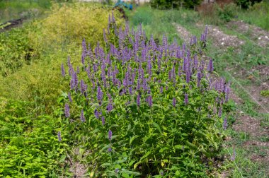 Mor, aromatik, şifalı bahçe bitkisi nanesi çiçeği, çayda kullanılır.