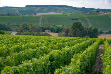 Les Riceys yakınlarındaki kireçtaşı topraklarında yeşil üzüm bağları şampanya şarabı Cote des Bar 'da köyler kuruyor, Güney Champagne bölgesinde, Fransa' da, sıra sıra üzüm bitkileri.