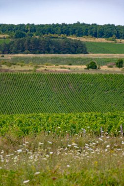 Les Riceys yakınlarındaki kireçtaşı topraklarında yeşil üzüm bağları şampanya şarabı Cote des Bar 'da köyler kuruyor, Güney Champagne bölgesinde, Fransa' da, sıra sıra üzüm bitkileri.