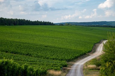Les Riceys yakınlarındaki kireçtaşı topraklarında yeşil üzüm bağları şampanya şarabı Cote des Bar 'da köyler kuruyor, Güney Champagne bölgesinde, Fransa' da, sıra sıra üzüm bitkileri.