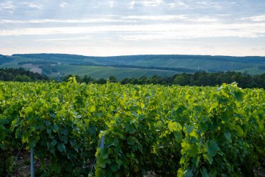 Les Riceys yakınlarındaki kireçtaşı topraklarında yeşil üzüm bağları şampanya şarabı Cote des Bar 'da köyler kuruyor, Güney Champagne bölgesinde, Fransa' da, sıra sıra üzüm bitkileri.