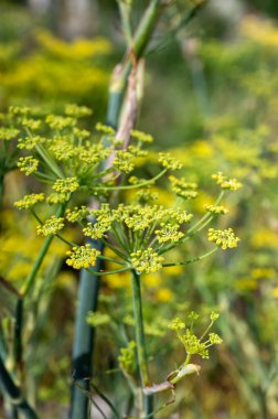 Aromatik anason bitkisi, şemsiye şekilli çiçekler, yaz aylarında aşçılık ve tıbbi kullanım için tohumlar.
