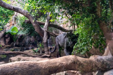 Tenerife, Kanarya, İspanya 'da hayvanat bahçesinde ağaçların üzerinde yürüyen yetişkin siyah puma bir hayvan.