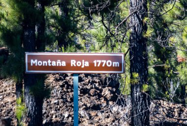 Corona Orman Parkı 'nda, Tenerife Dağı' nın kuzeyindeki Tenerife Dağı 'na kadar araba sürüyorum. Çam ağaçları, Teide tepesinde kar, doğal arka plan, Kanarya Adaları' nda tatil.