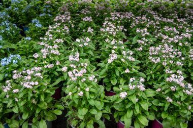 Unutma beni, Myosotis, narin bahar çiçekleri küçük mavi ya da beyaz taç yaprakları hatıra ve romantizmi simgeliyor. Bahçe düzenlemesi için mükemmel, evin içinde ve kapısında bahar süsü var.