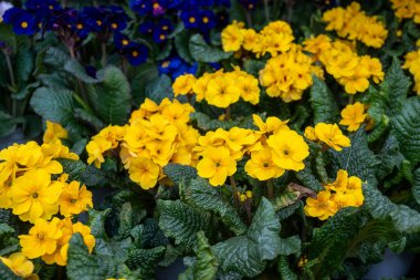 Primrose Primula canlı bahar çiçeği bahçe merkezinde çeşitli renklerle, bahçe düzenlemesi, bahar dekorasyonu ve bahçe temaları için ideal.