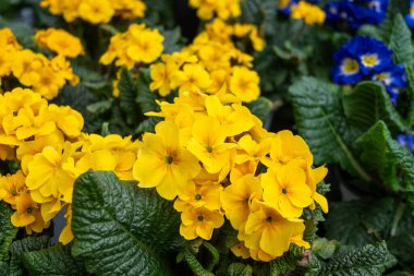 Primrose Primula canlı bahar çiçeği bahçe merkezinde çeşitli renklerle, bahçe düzenlemesi, bahar dekorasyonu ve bahçe temaları için ideal.