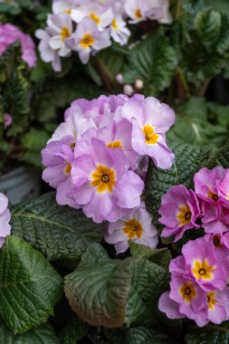 Primrose Primula canlı bahar çiçeği bahçe merkezinde çeşitli renklerle, bahçe düzenlemesi, bahar dekorasyonu ve bahçe temaları için ideal.