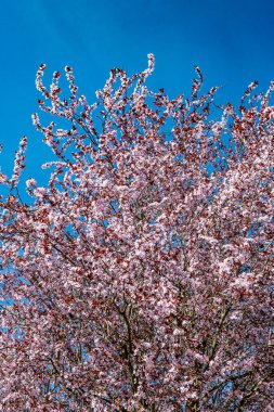 Kiraz ağacının bahar çiçekleri, süslenip püslenmiş ağaçtaki pembe çiçekler, güneşli bir günde sakura çiçekleri.