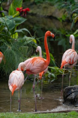 Birçok egzotik kuşun kolonisi tropik adada pembe flamingolar.