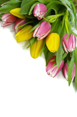 İzole beyaz zemin üzerine pembe ve Sarı Lale buketi