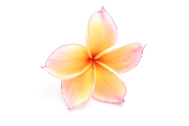 pembe sarı Plumeria