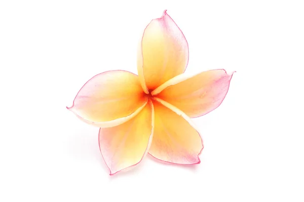 pembe sarı Plumeria