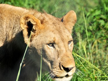 Bir dişi aslan avı