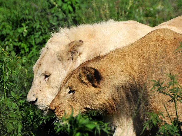 A light lion and dark lion with their faces together — Stock Photo, Image