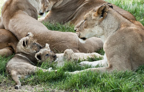 Twee leeuwenwelpen liggen met hun trots — Stockfoto