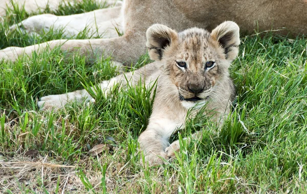 Un petit lion couché près de sa mère — Photo