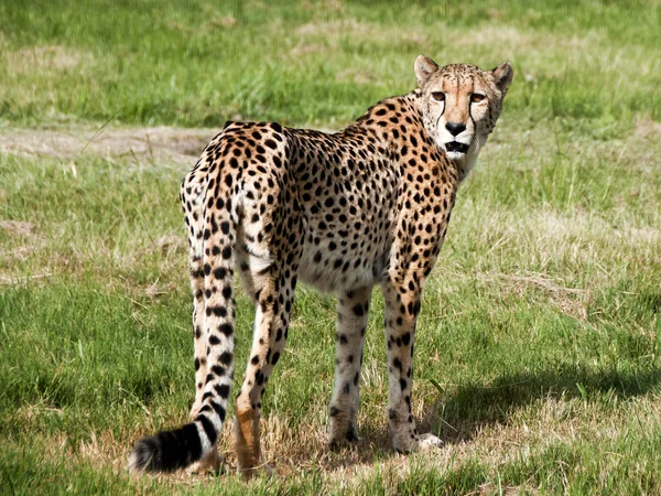 A cheetah walks in the sun — Stock Photo, Image