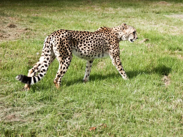 A cheetah walks in the sun — Stock Photo, Image